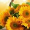 sunflower12626